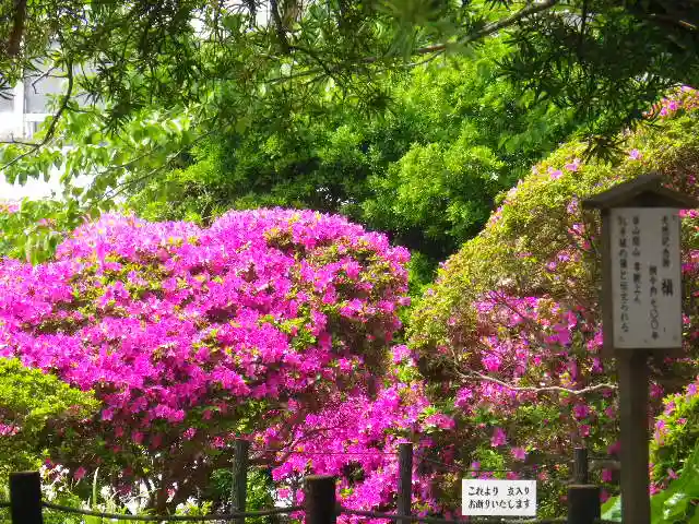 安養院 (田代寺)の自然