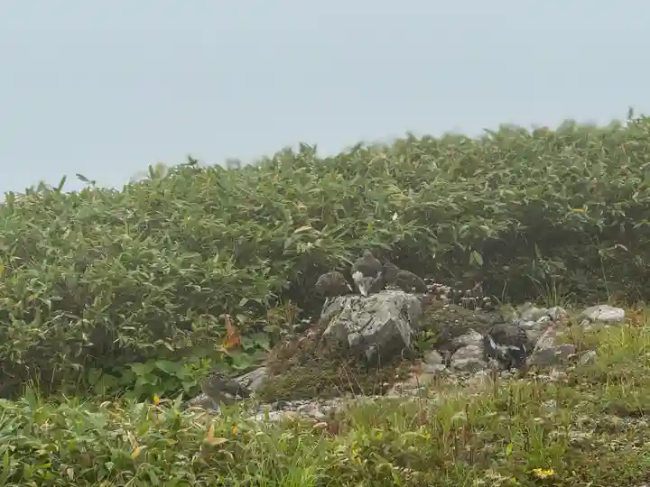雄山神社峰本社の動物