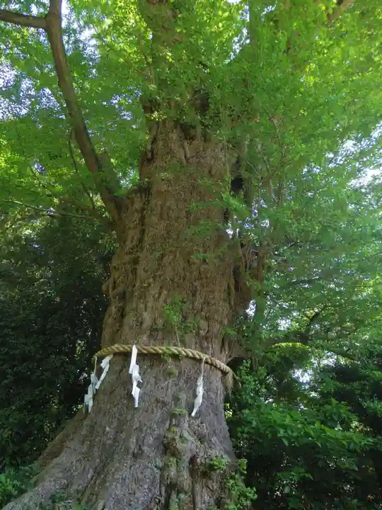 荏柄天神社の自然