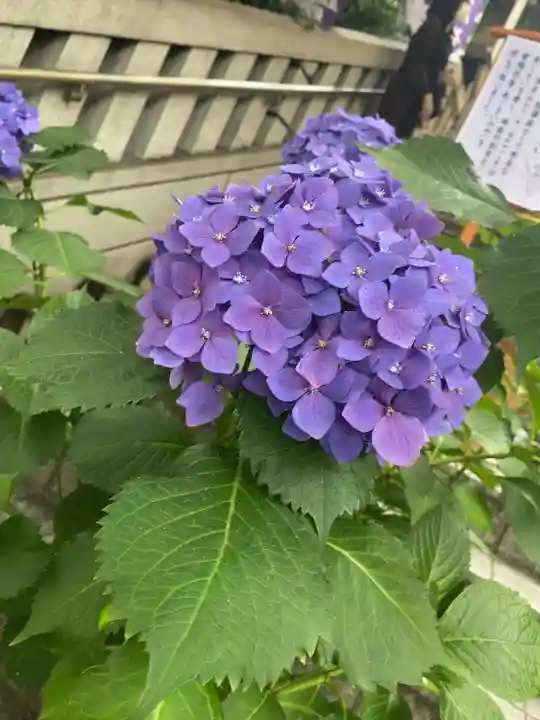 十番稲荷神社の自然