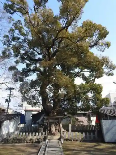 渋川神社の自然