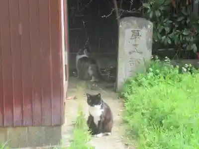 須賀神社の動物