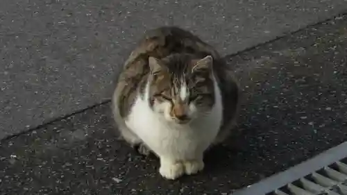 御誕生寺（猫寺）の動物