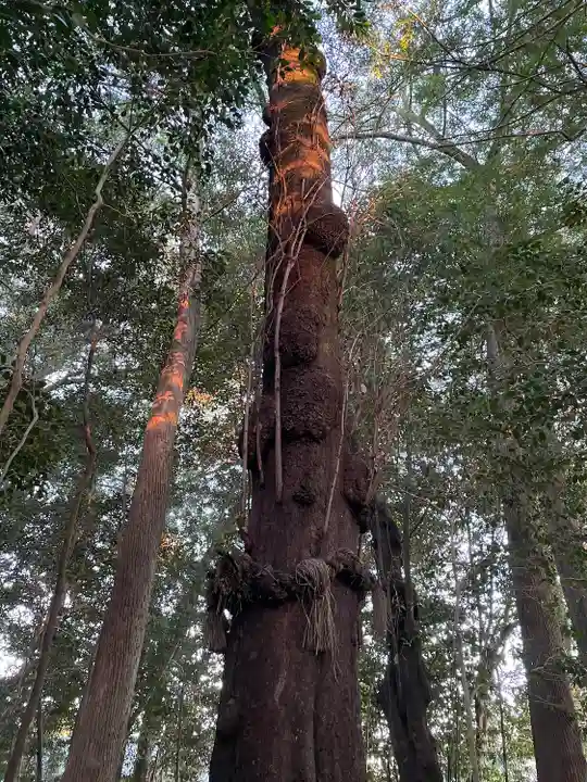積田神社の自然