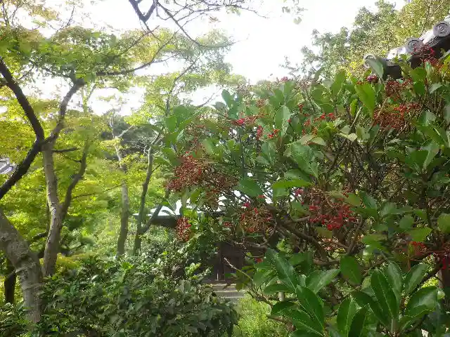 浄光明寺の自然