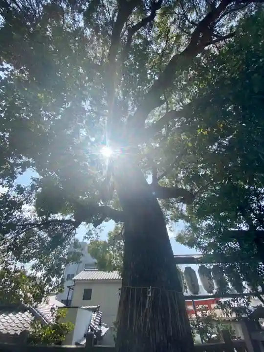 若宮八幡宮(陶器神社)の自然