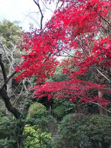 浄光明寺の自然