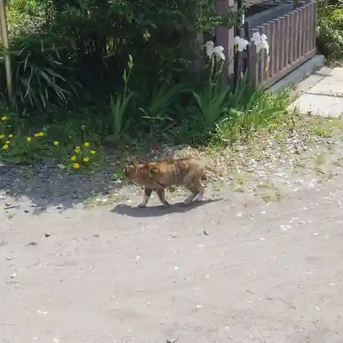 白髭神社の動物