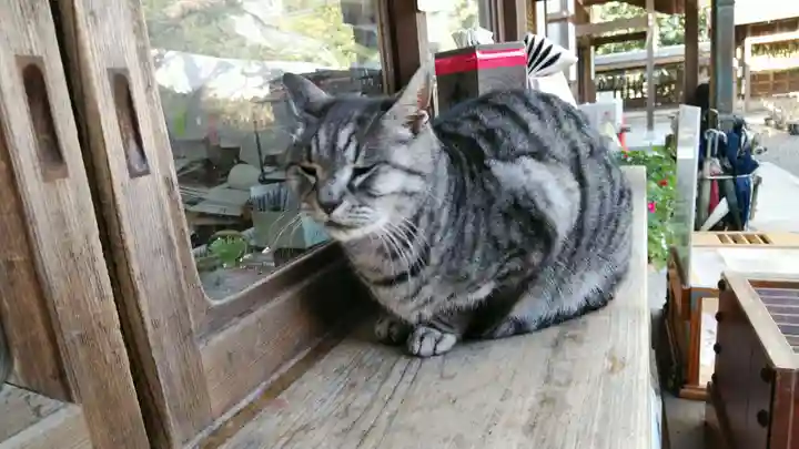 梅宮大社の動物