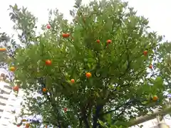 胡録神社の自然