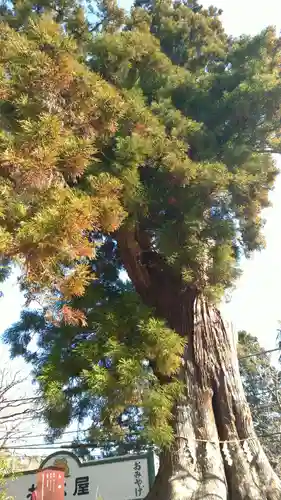 筑波山神社の自然