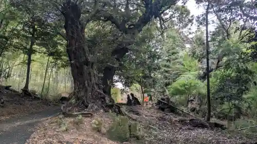 志比前神社の{uncategorized: "未分類", other: "その他", undefined: "問題あり", building: "その他建物", grave: "お墓", sacred_gate: "鳥居", guardian: "狛犬", statue: "像", buddha: "仏像", history: "歴史", nature: "自然", garden: "庭園", animal: "動物", pagoda: "塔", temizu: "手水舎", mountain_gate: "山門・神門", sanctuary: "本殿・本堂", subordinate: "末社・摂社", art: "芸術", scenery: "景色", jizo: "地蔵", ema: "絵馬", goshuin: "御朱印", omikuji: "おみくじ", items: "授与品その他", amulet: "お守り", goshuincho: "御朱印帳", eats: "食事", festival: "お祭り", votive_dance: "神楽", shichigosan: "七五三参", wedding: "結婚式", experience: "体験その他", initially: "初詣", around: "周辺", anti_infection: "感染症対策"}