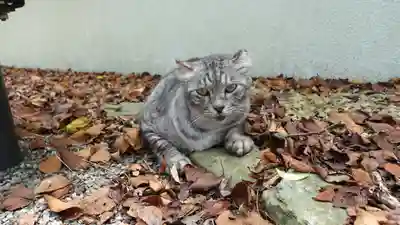 妙見神社(徳島県)