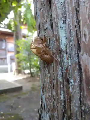 杉杜白髭神社(福井県)