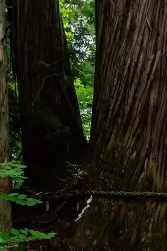 戸隠神社火之御子社(長野県)