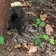 上川神社の動物