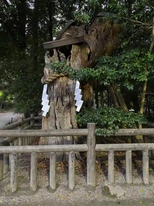 賀茂御祖神社(下鴨神社)の自然