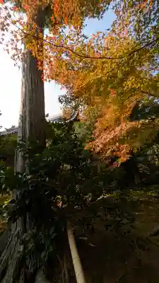 法金剛院(京都府)