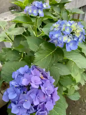 皆中稲荷神社(東京都)