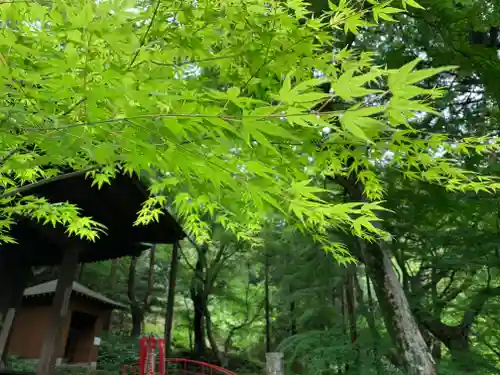 普門寺(切り絵御朱印発祥の寺)の自然