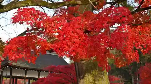 賀茂別雷神社（上賀茂神社）の自然