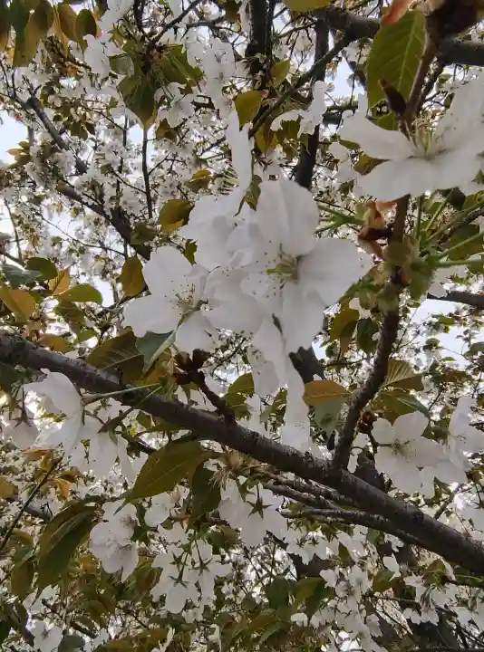 長勝院の{uncategorized: "未分類", other: "その他", undefined: "問題あり", building: "その他建物", grave: "お墓", sacred_gate: "鳥居", guardian: "狛犬", statue: "像", buddha: "仏像", history: "歴史", nature: "自然", garden: "庭園", animal: "動物", pagoda: "塔", temizu: "手水舎", mountain_gate: "山門・神門", sanctuary: "本殿・本堂", subordinate: "末社・摂社", art: "芸術", scenery: "景色", jizo: "地蔵", ema: "絵馬", goshuin: "御朱印", omikuji: "おみくじ", items: "授与品その他", amulet: "お守り", goshuincho: "御朱印帳", eats: "食事", festival: "お祭り", votive_dance: "神楽", shichigosan: "七五三参", wedding: "結婚式", experience: "体験その他", initially: "初詣", around: "周辺", anti_infection: "感染症対策"}