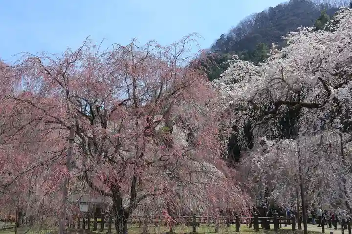 清雲寺(埼玉県)