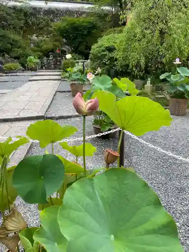 岡寺（龍蓋寺）(奈良県)