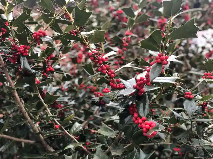 木舟山 順教寺の自然