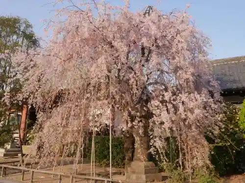 吉祥寺の庭園