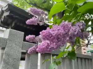 彌彦神社 (伊夜日子神社)の自然(2024年06月06日(木) 09時26分54秒投稿)