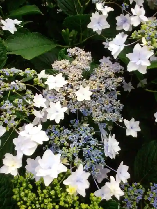 宝祥寺(東京都)