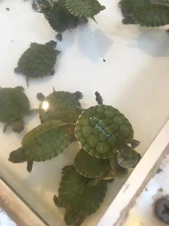 代々木八幡宮の動物