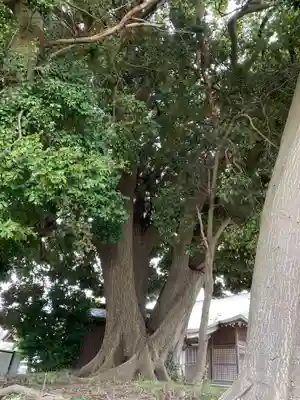 加茂神社の自然