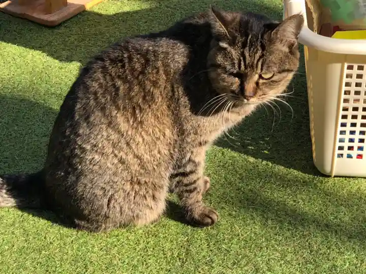 王子神社の動物