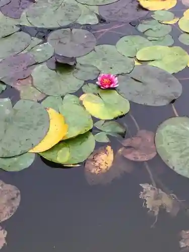 輪王寺の自然