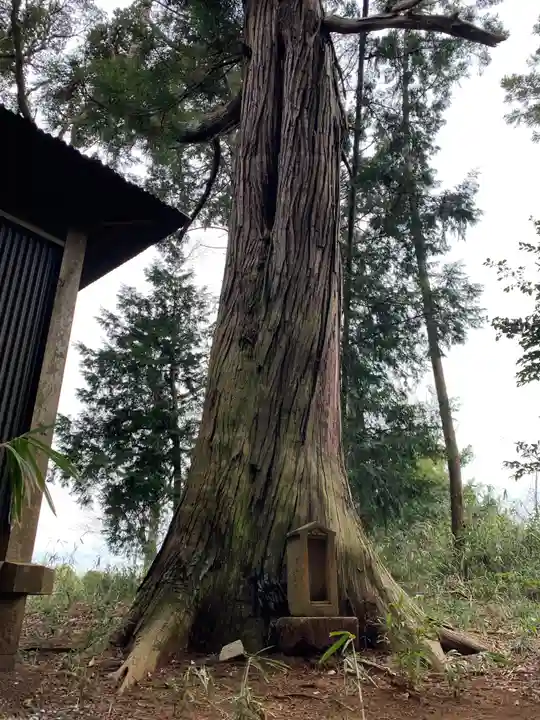 天照大神の自然