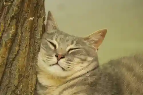 玉野御嶽神社(愛知県)