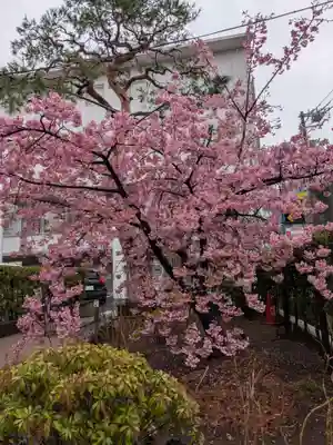 桜神宮(東京都)