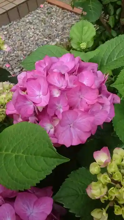 本郷氷川神社(東京都)