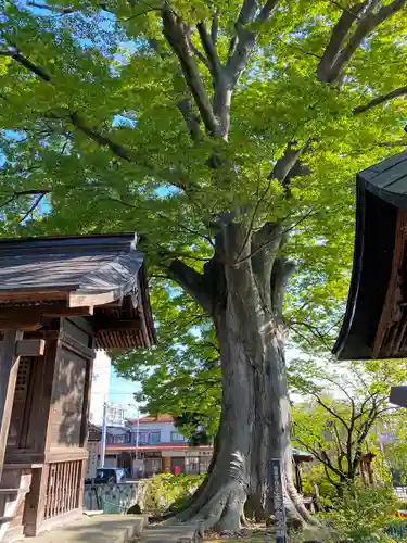 山王日枝神社の自然