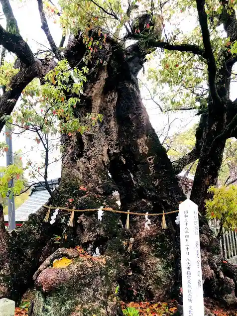 八代神社の自然