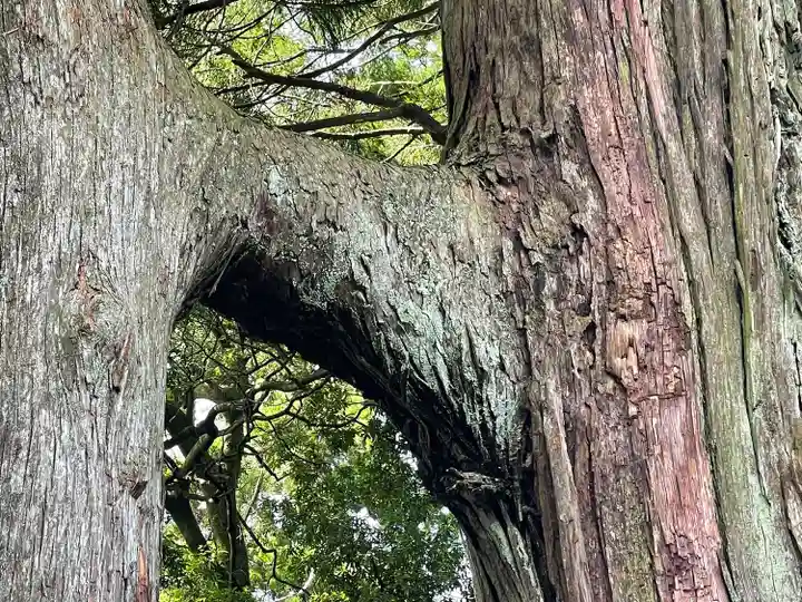 熊野那智神社の自然