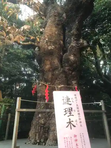 城山八幡宮の御朱印