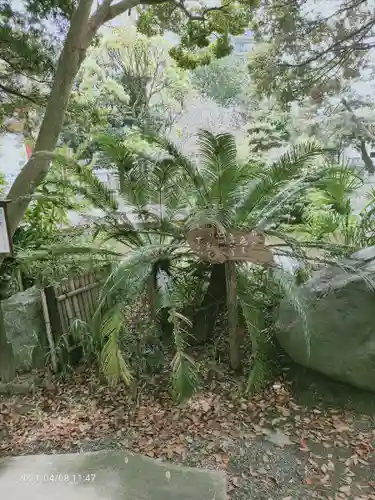 平塚八幡宮の自然