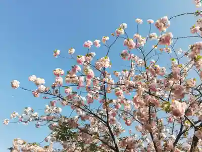増上寺塔頭 三縁山 宝珠院の周辺