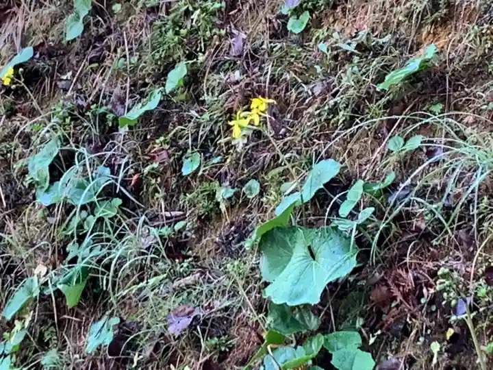 櫻田八幡宮の自然