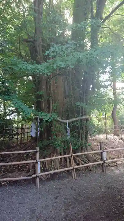 大國魂神社の自然
