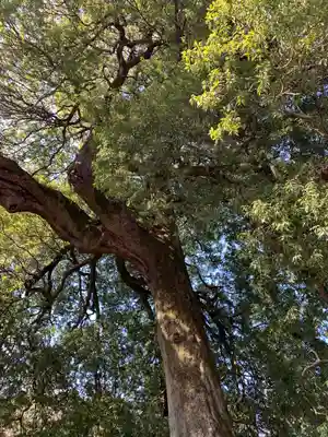 白髭神社の自然
