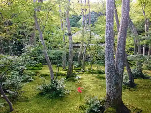 祇王寺の庭園